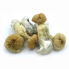 Buy African Transkei mushroom  in Las Vegas