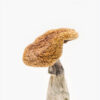 Buy Golden Teacher Mushroom in Las Vegas