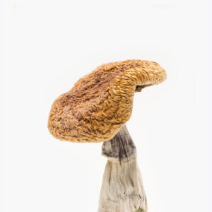 Buy Golden Teacher Mushroom in Las Vegas