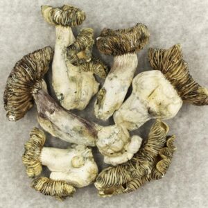 Buy White Burma mushroom in  Vegas