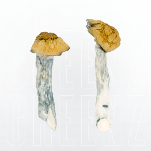 Blue Meanies / Blue Meanie Mushroom