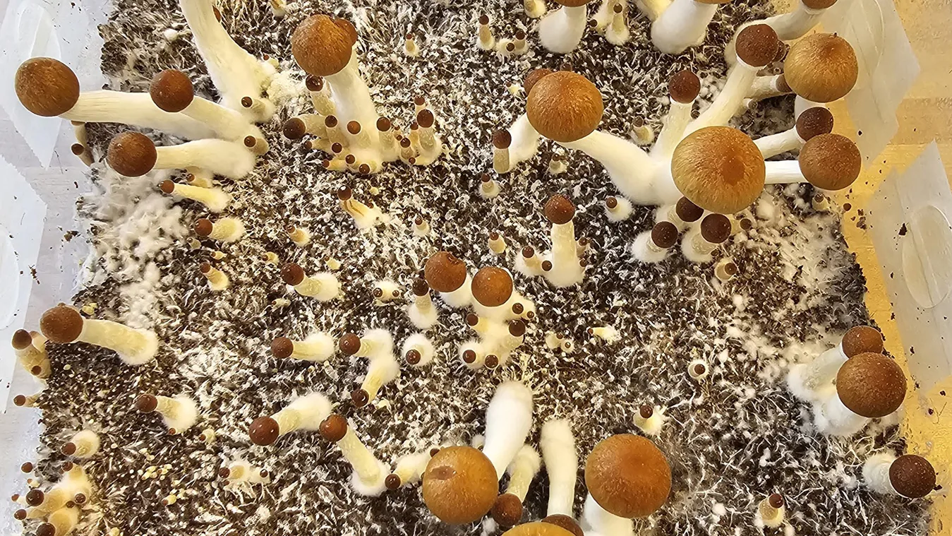How To Grow Magic Mushrooms