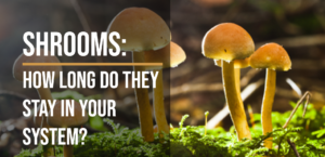 How Long Does Shrooms Stay In Your System, How Long Do Shrooms Stay In Your System,