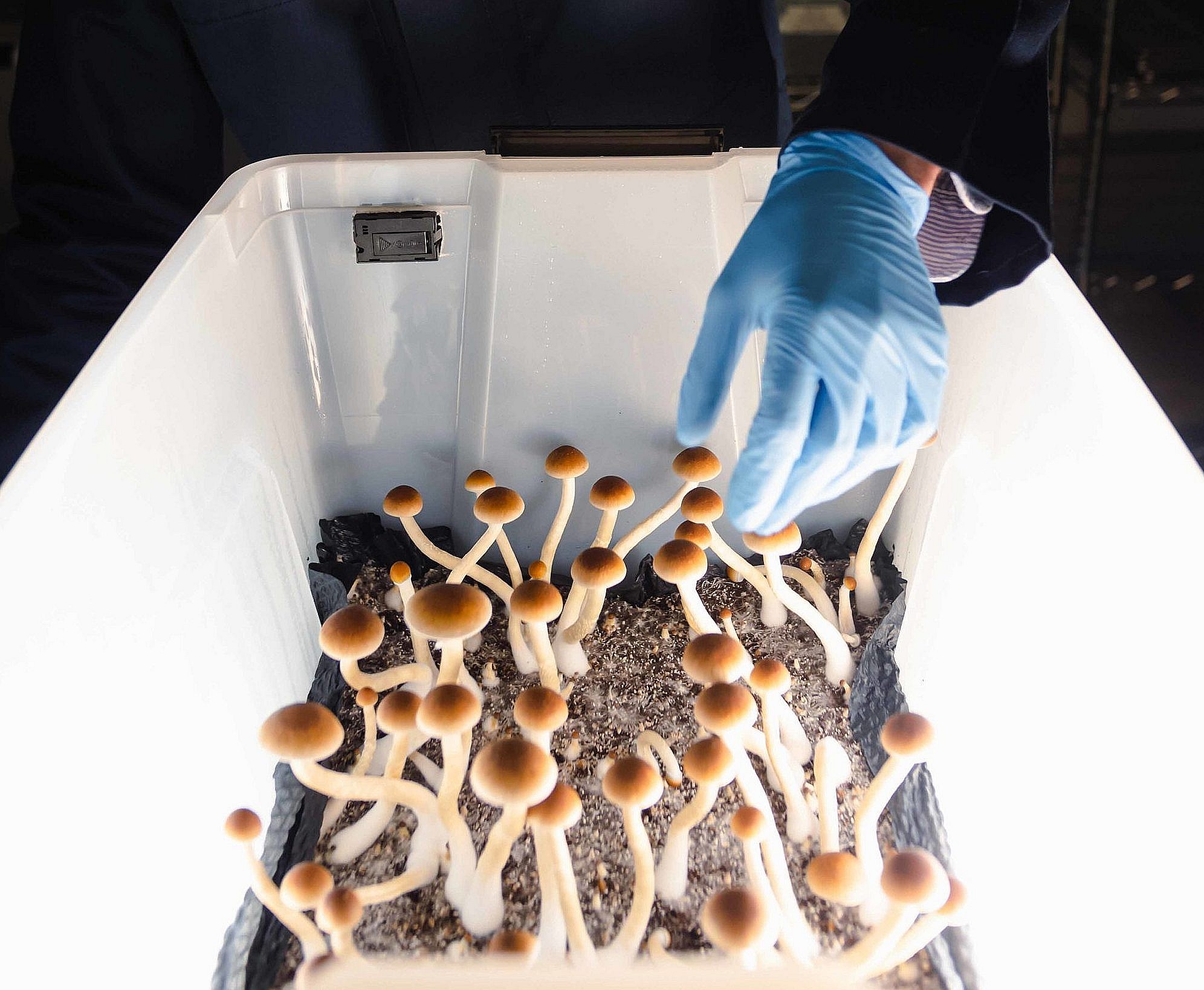 How To Grow Magic Mushrooms