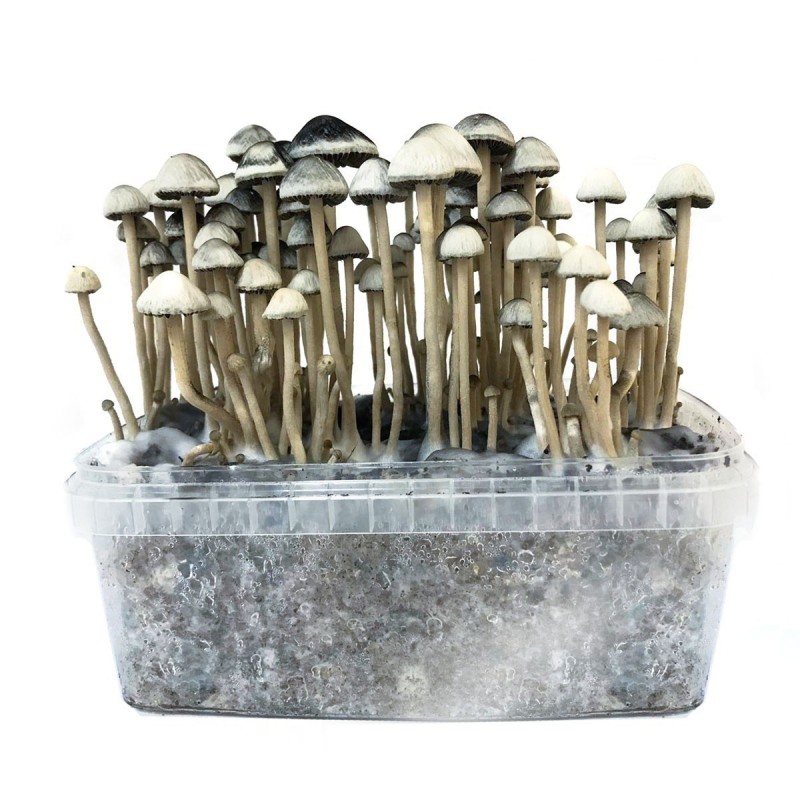 How To Grow Magic Mushrooms