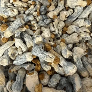 Dante’s Inferno Mushroom