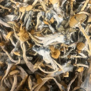 Stargazer Mushroom