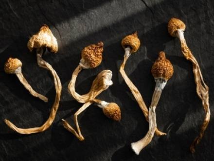 Magic Mushrooms For Sale