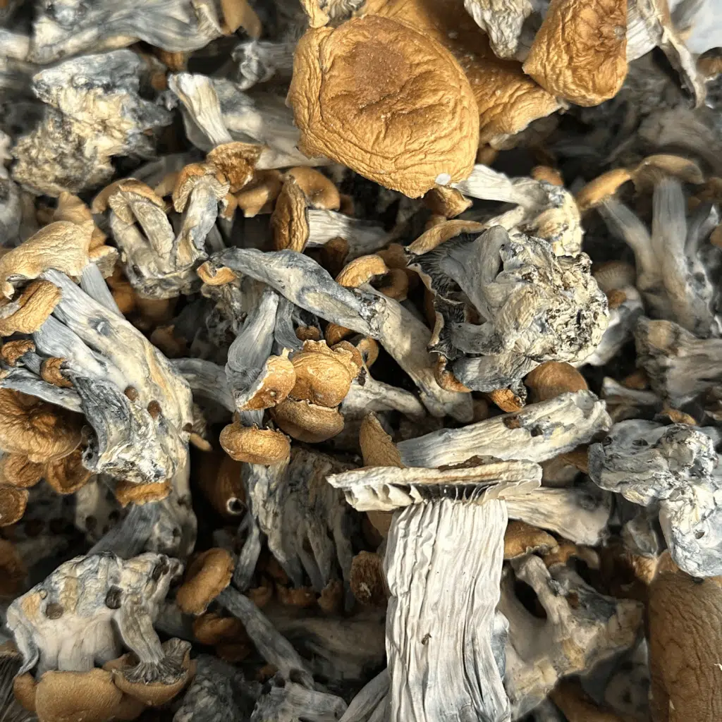 Hillbilly Mushrooms