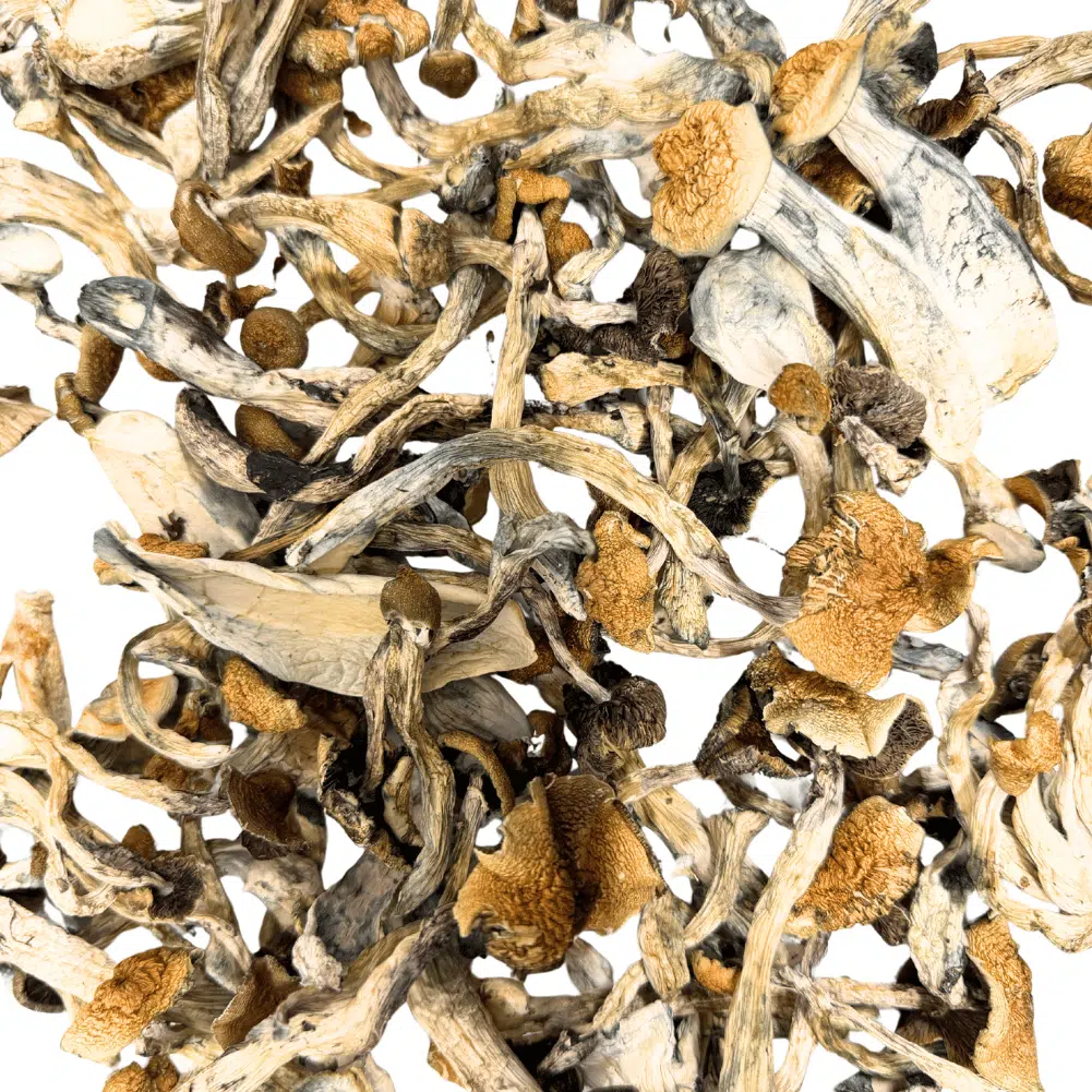 Golden Teacher Mushrooms